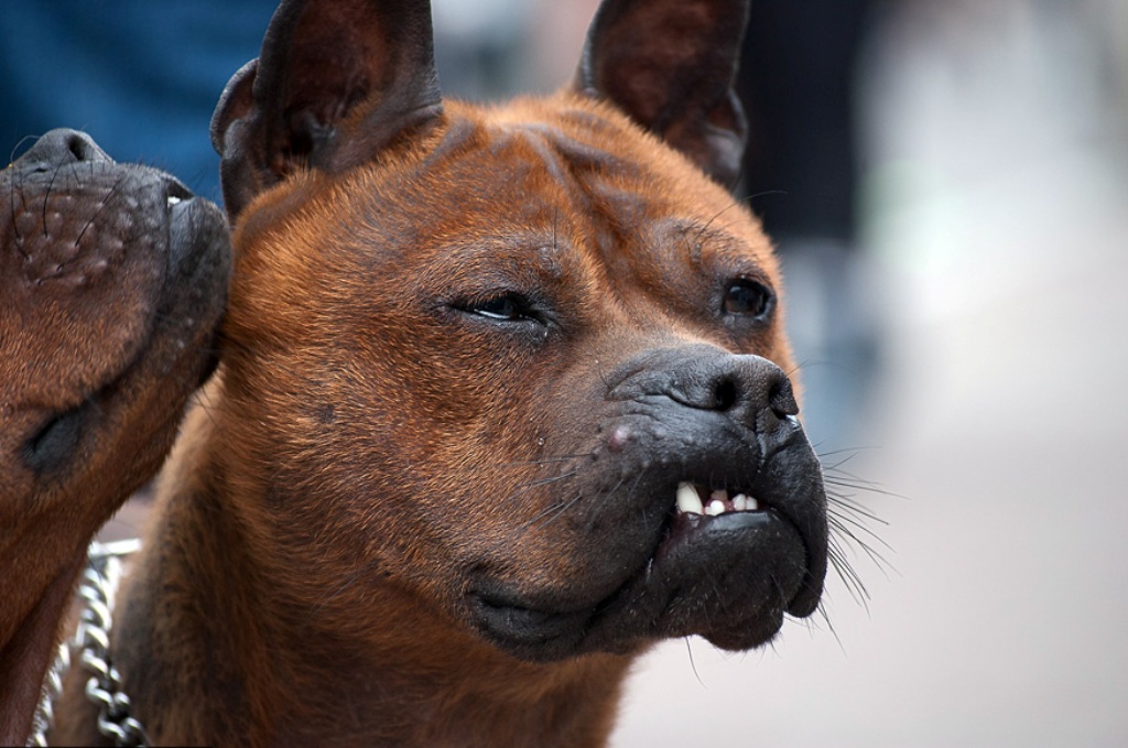 Китайская собака чунцин: характеристика, характер, фото