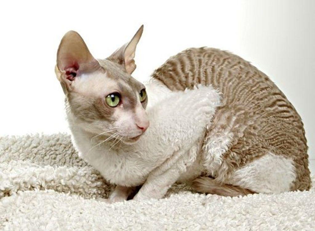 Самые гипоаллергенные породы кошек: фото, названия
