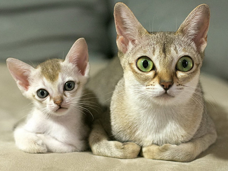 Большеглазые кошки: породы и их особенности