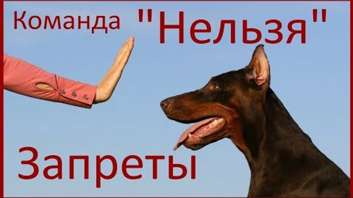 Общий курс дрессировки (окд) для собак: что входит, команды, нормативы сдачи - dogtricks.ru