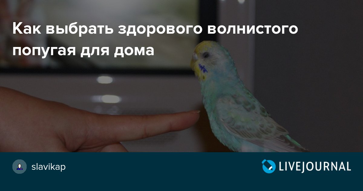 Попугаи для дома как выбрать говорящие