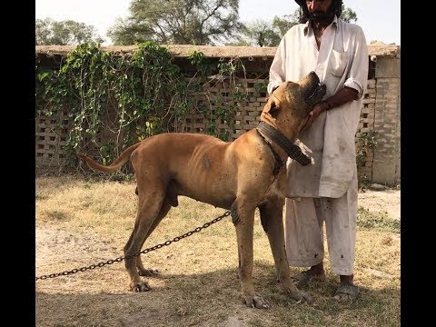 Собака булли кутта (пакистанский мастиф) - описание породы, характеристика, уход и содержание