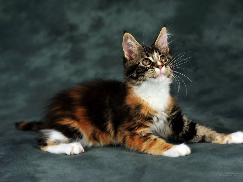 Окрасы шерсти у кошек породы мейн-кун