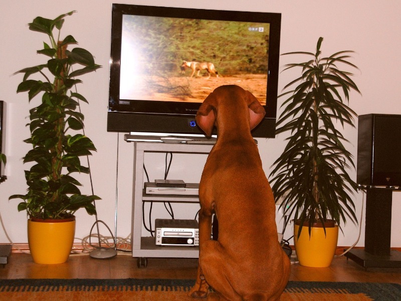 Почему собаки смотрят телевизор? ответы на сайте petstory