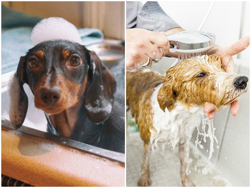 Как часто можно мыть собаку и какое средство для купания животного лучше выбрать