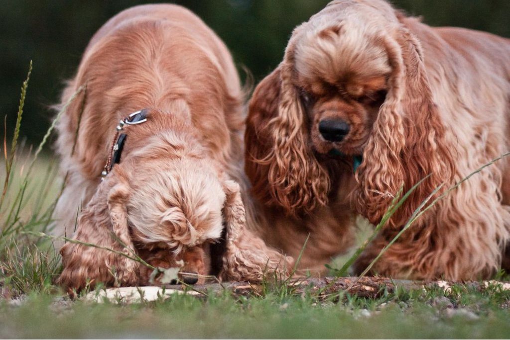 Различия американского и английского кокер-спаниелей (22 фото): отличия в характере. как собаки отличаются по внешнему виду?