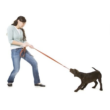 Как отучить собаку тянуть поводок на прогулке | все о собаках