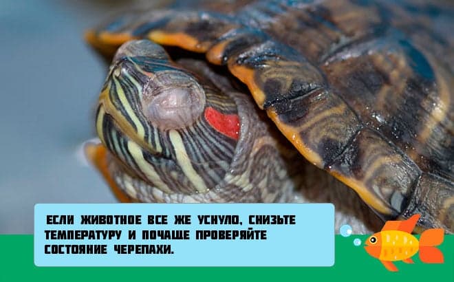 Красноухая черепаха не ест. почему может быть так, что красноухая черепаха не ест вялая и спит