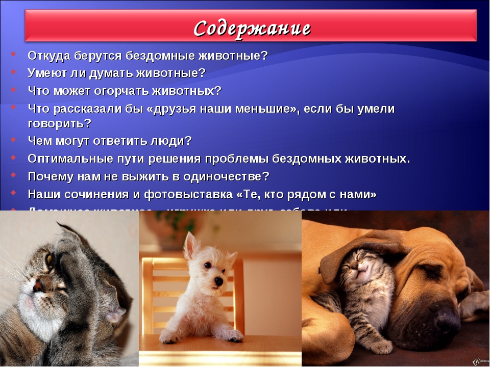 О чём думают кошки и что нам об этом известно – мнение натуралиста джона брэдшоу