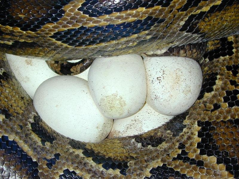 Морские змеи:размножение, особенности биологии. змеи морские змеи, семейство: hydrophiidae boie = морские змеи, ядовитые морские змеи, яд, змеиный яд