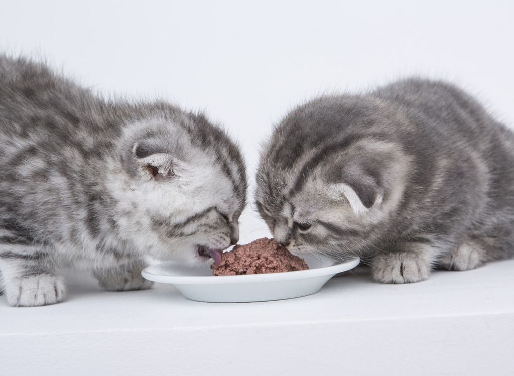 Чем кормить шотландского прямоухого котенка: от рождения до года, режим и нормы кормления, список запрещенных продуктов