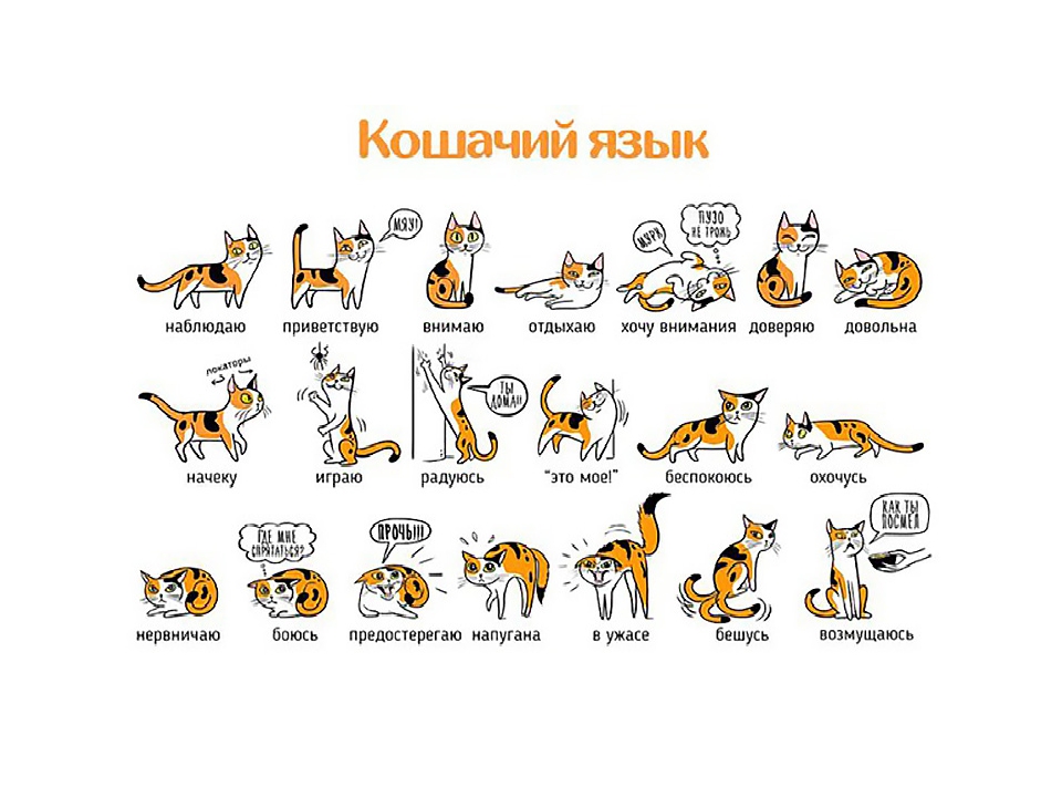 Описание кошачьего языка: существует ли разговорник и как понять что говорит кот