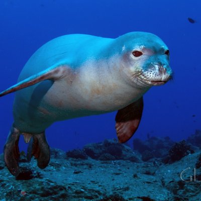 Тюлень монах (фото): как выглядит, где обитает, чем питается и интересные факты