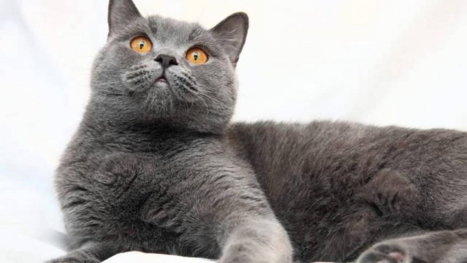 Британский полосатый: кот, кошка, котята. фото и описание окраса.