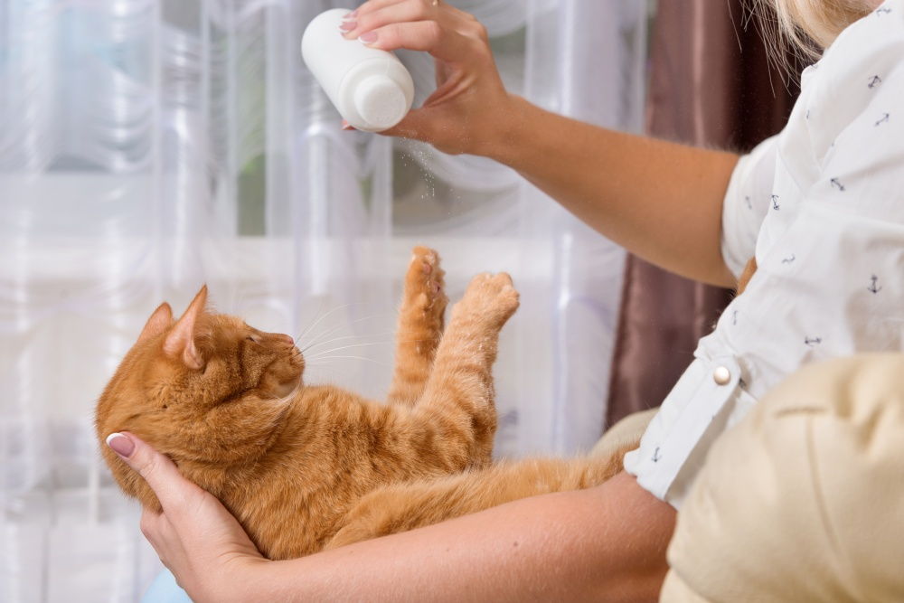 Чем можно помыть, искупать кошку, если нет специального шампуня