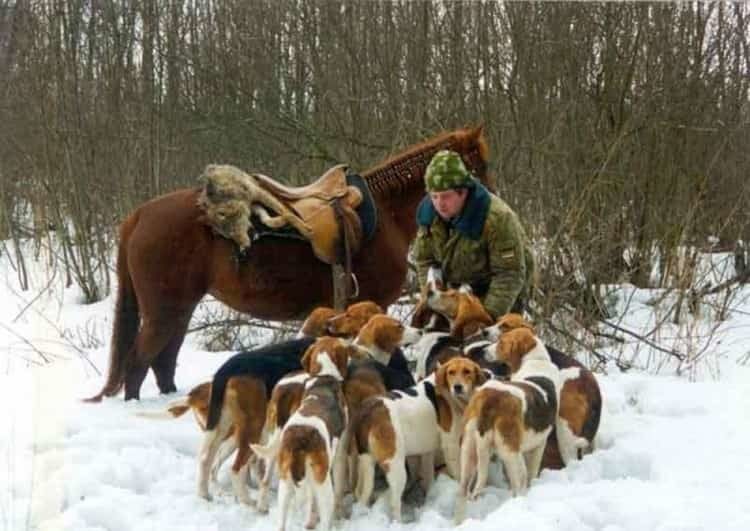 Восточно-сибирская лайка: все о собаке, фото, описание породы, характер, цена