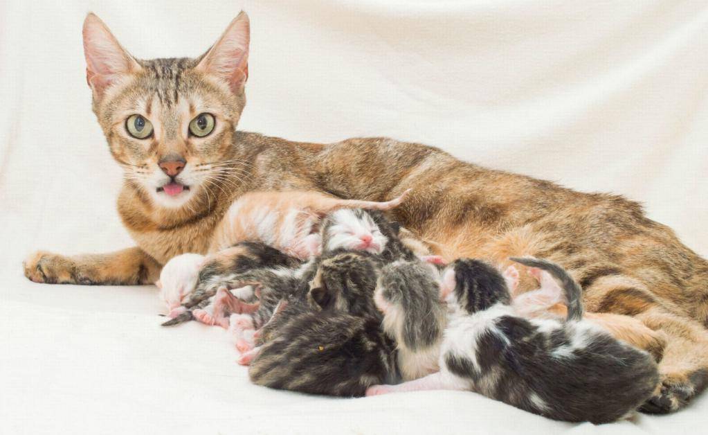 Беременность у кошек - признаки, сколько времени длится, забота о кошке в москве. ветеринарная клиника "зоостатус"