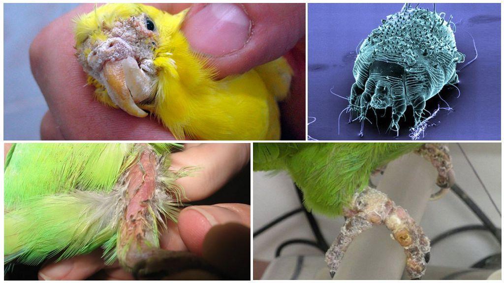 Чесоточный клещ у попугая: фото, симптомы у волнистых птиц, течение болезни, методы лечения