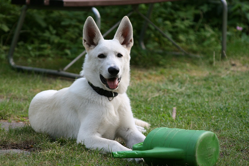 Самая элегантная служебная собака. белая швейцарская овчарка