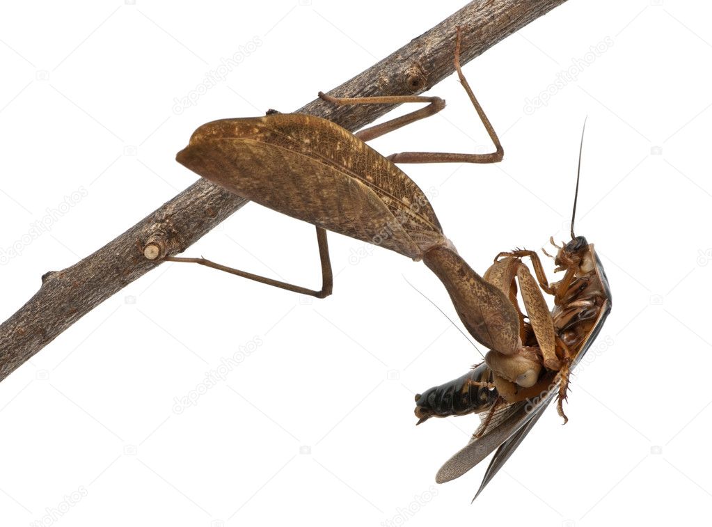Zaytc / блог / африканский богомол sphodromantis centralis (умер 3.1.2012г.) / африканский богомол (sphodromantis centralis)(фото
