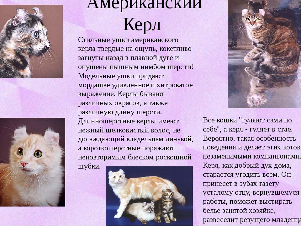 Американский кёрл кошка : содержание дома, фото, купить, видео, цена
