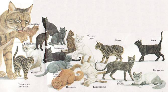 Откуда появились кошки, от кого произошли, кто является диким предком домашних питомцев?