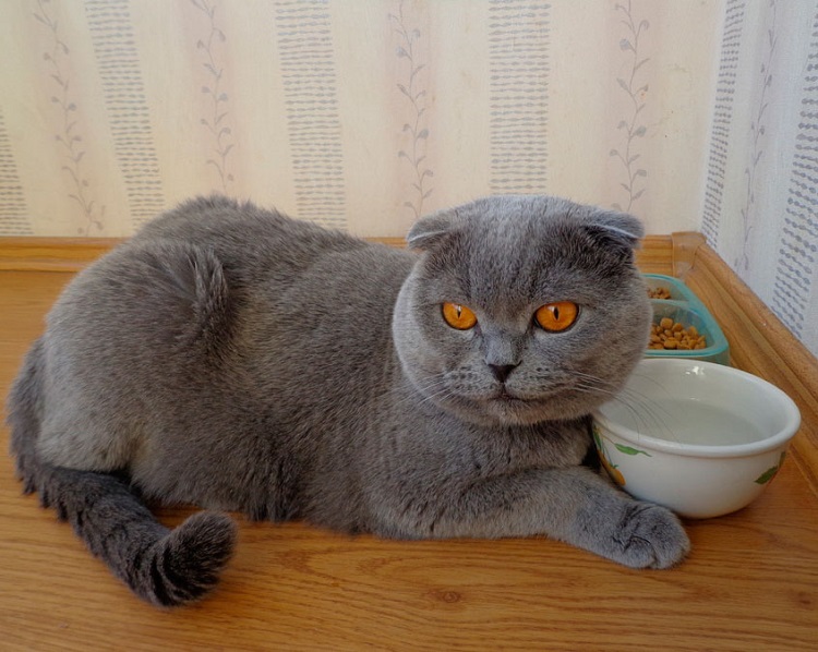 Чем кормить шотландских кошек, питание для котят и взрослых
