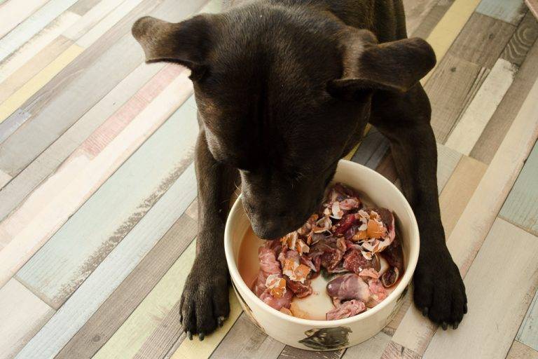 Можно ли собакам давать огурцы: в чем польза и вред овощей, как кормить