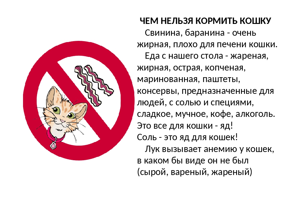 Какие породы кошек запрещено вы