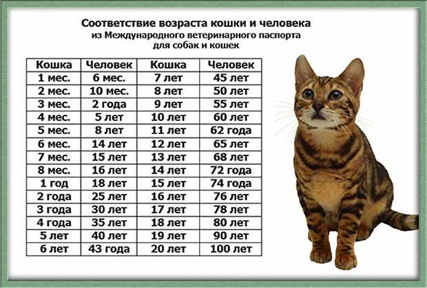 Сколько живут кошки в зависимости от породы, стерилизации и кастрации