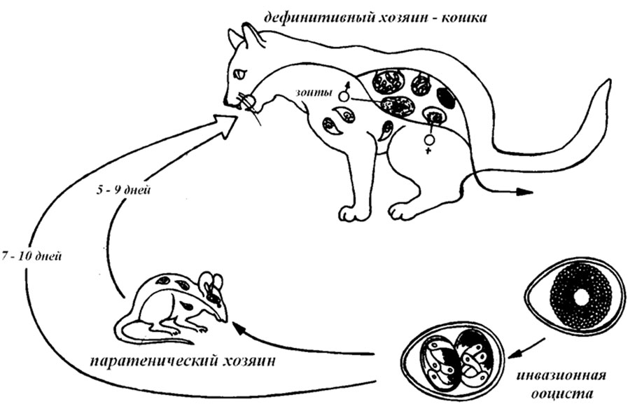 Токсоплазмоз у кошек: симптомы и лечение