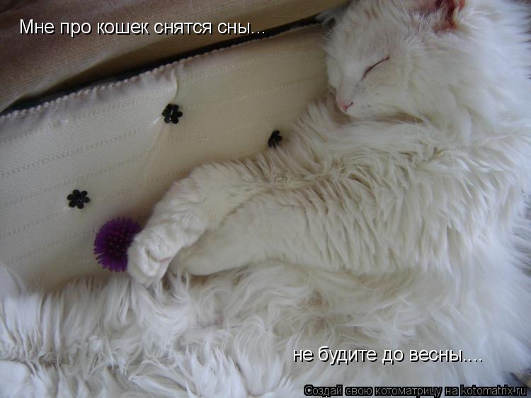К чему снятся котята по соннику? видеть во сне котят – толкование снов.