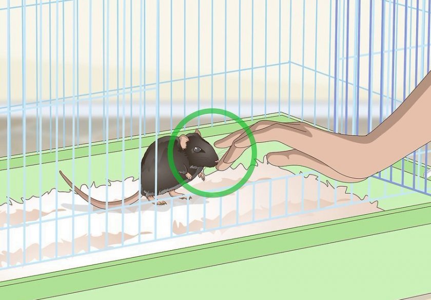 Укус крысы, что делать если укусила ребёнка, опасно ли это?