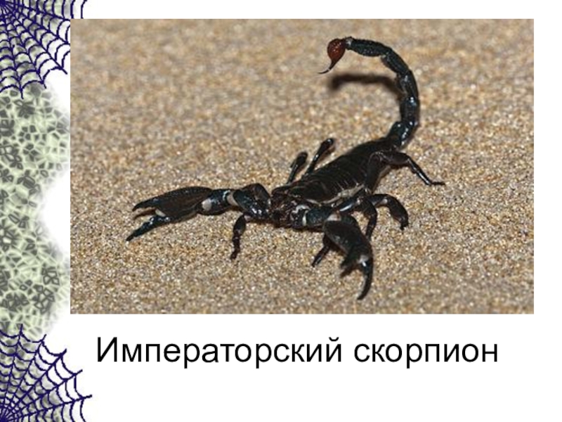 Императорский скорпион – особенности содержания в домашних условиях