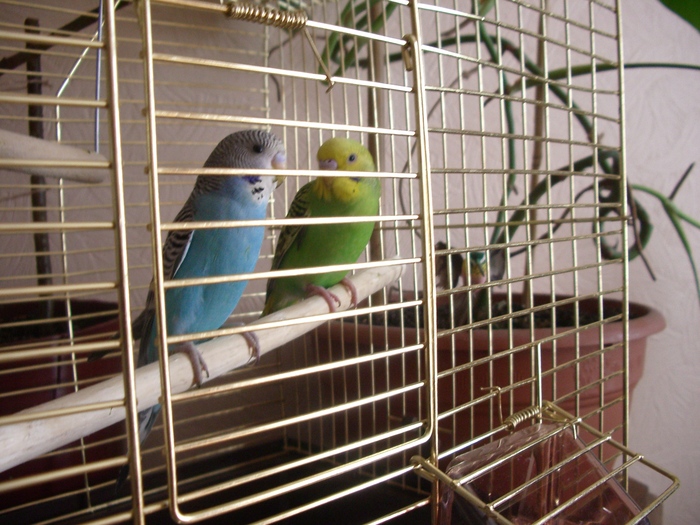 Разведение попугаев в домашних условиях: как начать бизнес