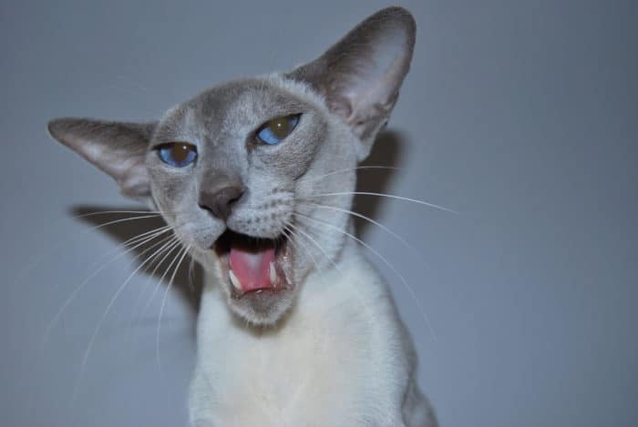 Любуемся на котов: породы и фото кошек с большими глазами