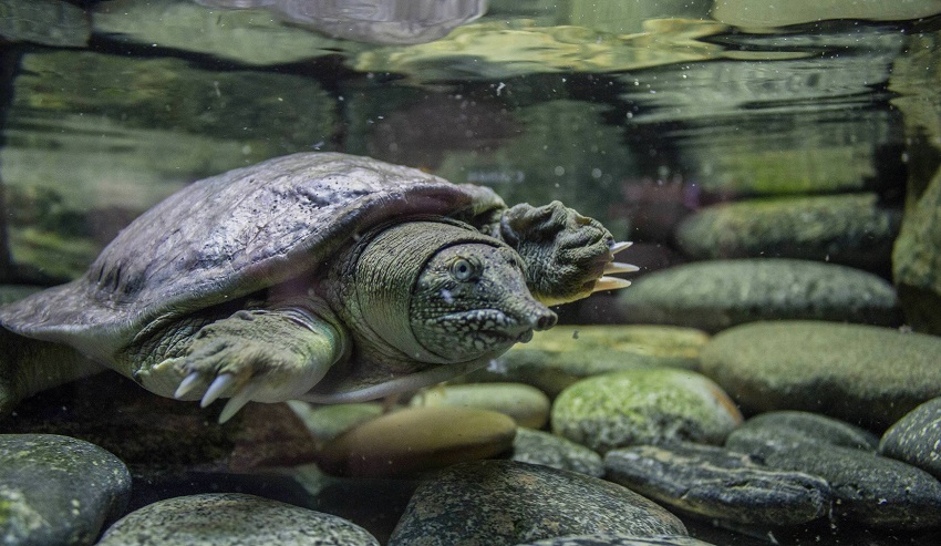 Трионикс черепаха. образ жизни и среда обитания черепахи трионикс | животный мир