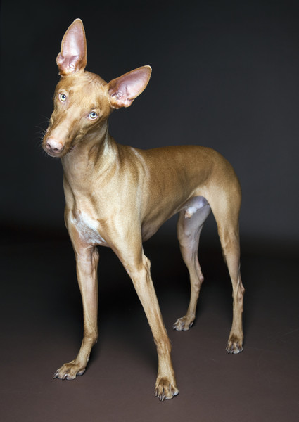 Фараонова собака: описание, фото, цена, характер и особенности ухода за породой