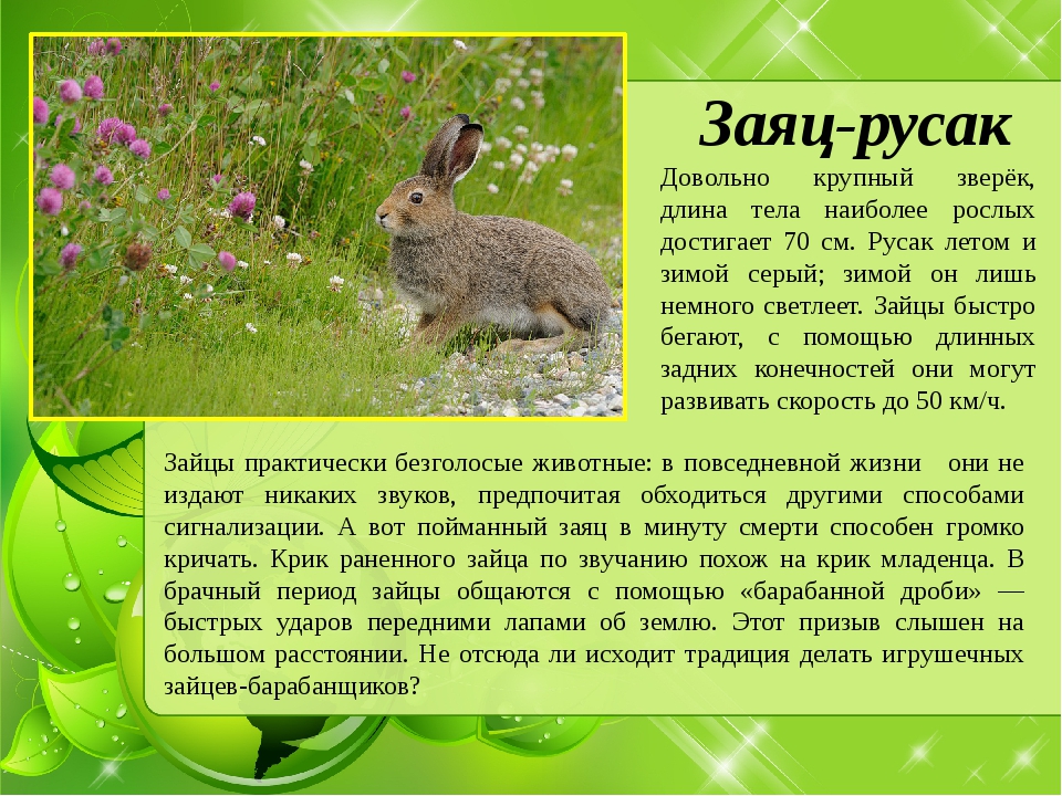 План описания зайца