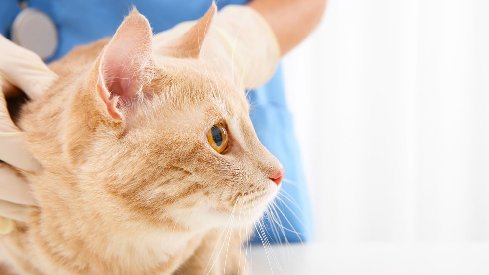 Сепсис у кошек - причины, лечение заражения крови у кошек в москве. ветеринарная клиника "зоостатус"