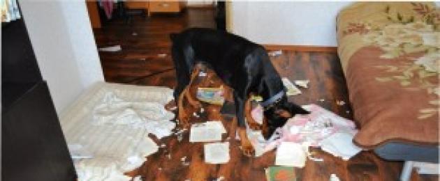 Как убирать экскременты за собакой на улице и нужно ли | блог ветклиники "беланта"