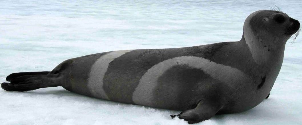 Тюлень животное. образ жизни и среда обитания тюленя
