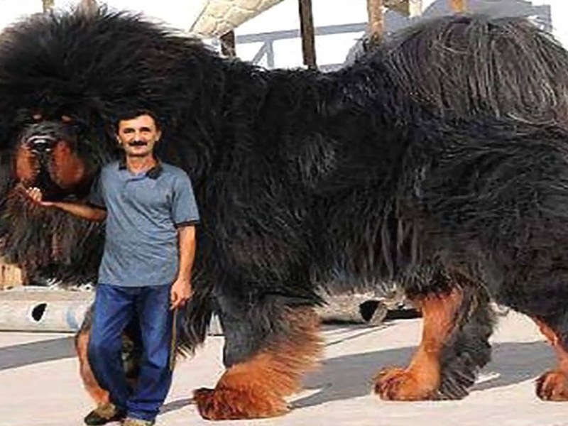 ᐉ тибетский мастиф - самая большая собака в мире, весящая до 112 кг, история породы и фото - zoovet24.ru