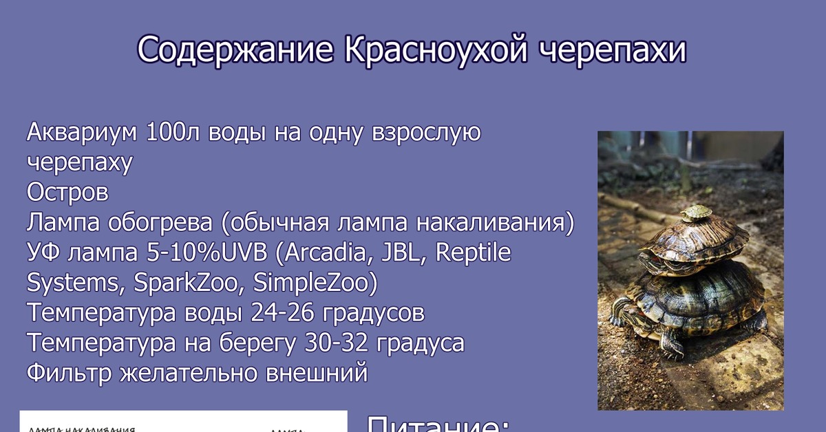 Красноухая черепаха ???? (trachemys scripta): содержание, виды , совместимость, размножение, фото-видео обзор - aqa.wiki