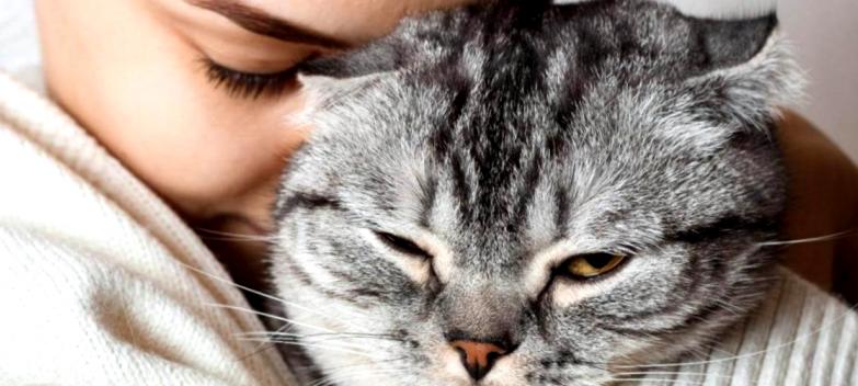 Любят ли нас кошки: научные исследования, умеют ли коты любить своих хозяев
