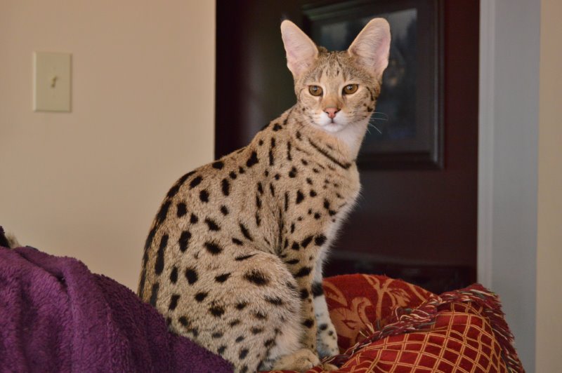 Кошка ашера: фото, описание, характер, содержание, отзывы
