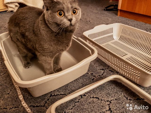 Как правильно убирать кошачий туалет с наполнителем?
