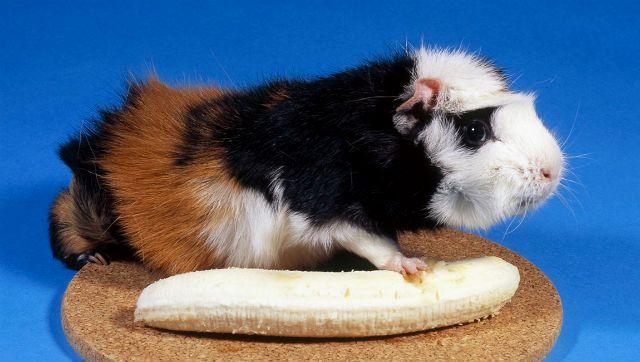 Можно кормить морских свинок бананами