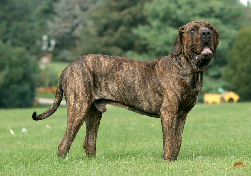 Самые крупные породы собак в мире, фото, видео и описание
