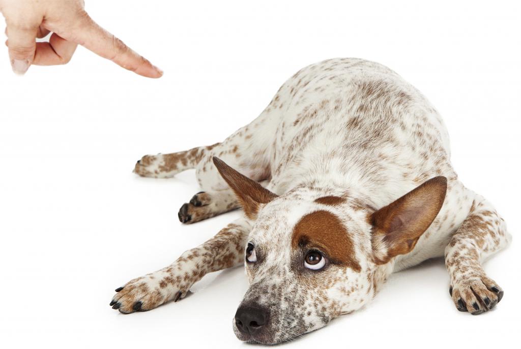 Как наказывать собаку правильно за непослушание
